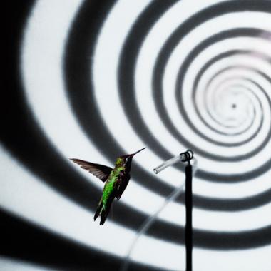 Colibri : qui a vu volera…