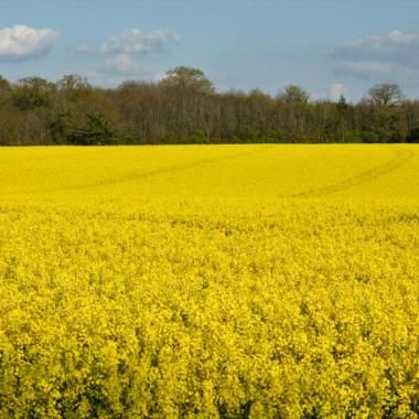 La pollution agricole en question