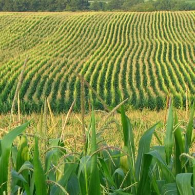 Des OGM au service de l’agriculture biologique ?