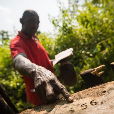 Vers une exploitation durable des forêts du Congo ?