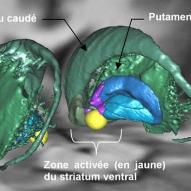 L’aire cérébrale de la motivation ? 