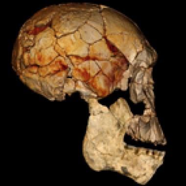 Homo erectus n'était pas seul en Afrique de l'Est