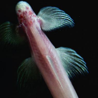 Un poisson aveugle à la (re)conquête de la vie terrestre