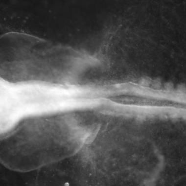 Les vertébrés prennent le pli