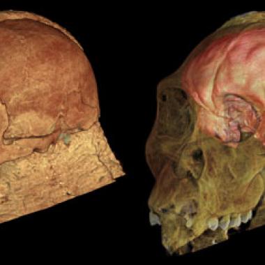 Origines de l’homme : Australopithecus sediba sème le trouble 