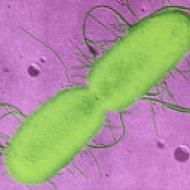 E. coli O104:H4, portrait robot d’une serial killeuse