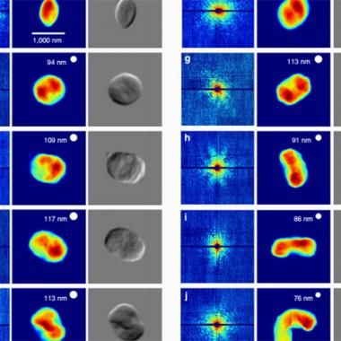 Des cellules prises sur le vif