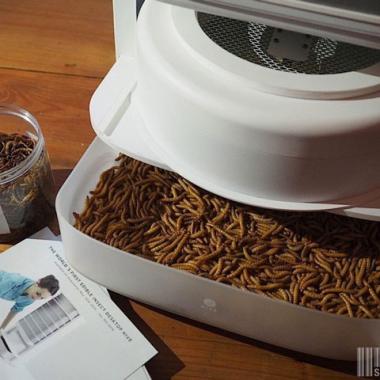 Une ferme à insectes bientôt dans votre cuisine ? 