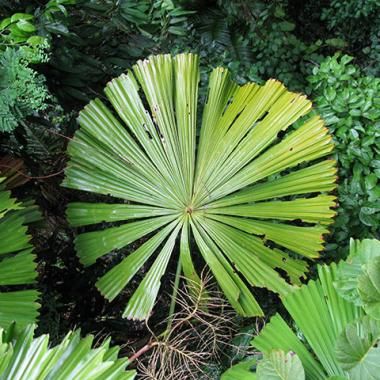 La taille des feuilles, pas qu&#039;une histoire de climat