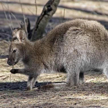Que les gauchers lèvent la patte !