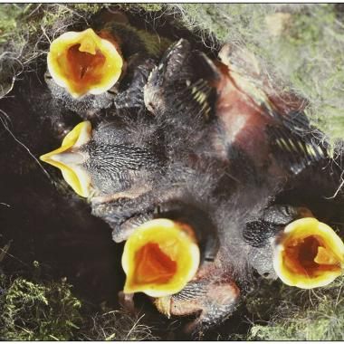 Nourrir ou laisser périr : une forme de sélection naturelle chez les oiseaux