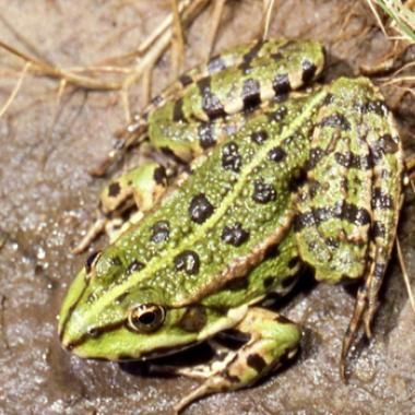 À chaque têtard sa grenouille !