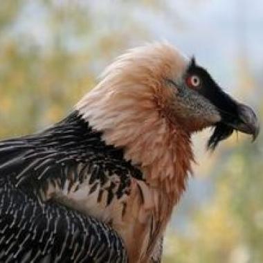 Gypaète barbu, renaissance d'un « casseur d'os »