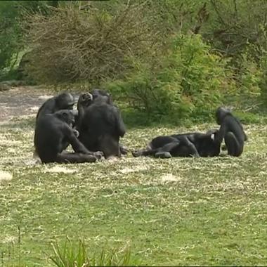 Voir la vidéo de Hortense, Hermien, Kidogo et les autres...