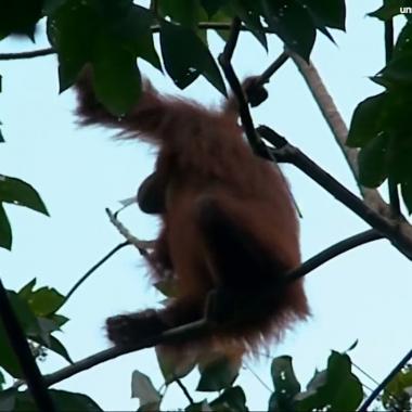 Voir la vidéo de Hutan ou comment préserver les orang-outans