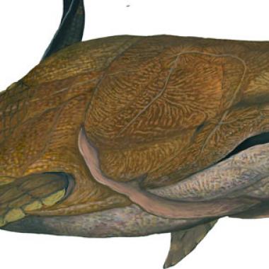 Le plus vieux vertébré à mâchoire