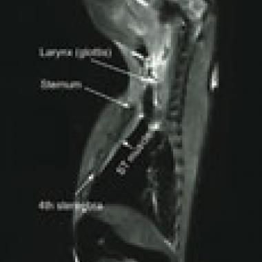 Le cri du koala en rut