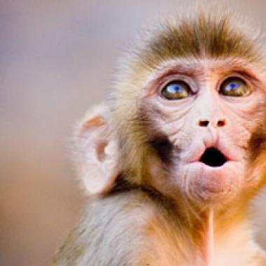 Les grimaces à l’origine de la parole