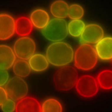 Le premier chromosome artificiel de levure 