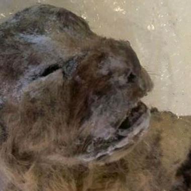 Deux lionceaux des cavernes découverts en Sibérie 