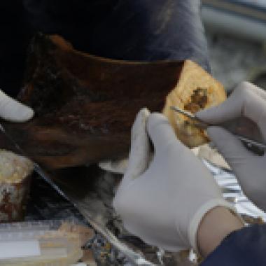 Espèces en voie de réapparition