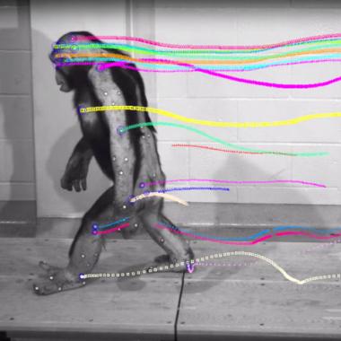 Un petit pas pour le singe, un bond de géant pour l'hominidé