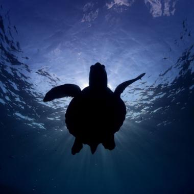 Les tortues marines en voie de réapparition