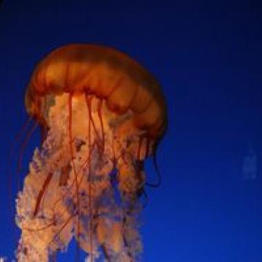 Des méduses au menu ?