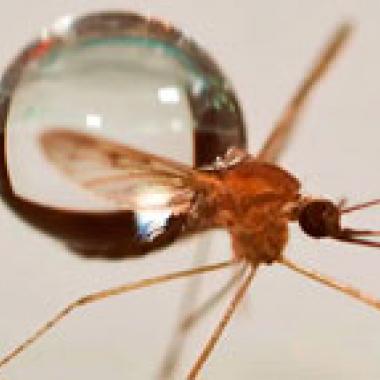 Comment les moustiques passent à travers les gouttes