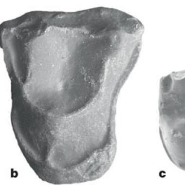 Des origines africaines pour le plus vieux primate d’Amérique du Sud ?