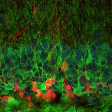 Naissance de neurones : le GPS cérébral à la loupe