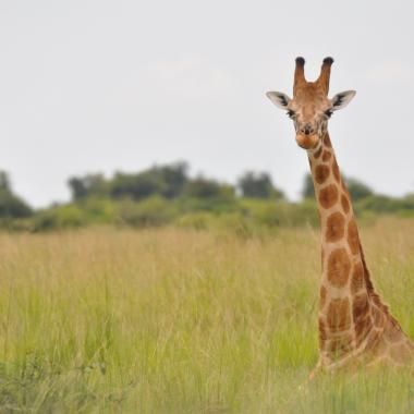 Il n’y a pas une, mais quatre espèces de girafes