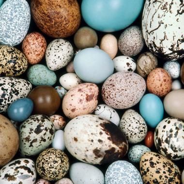 Des œufs qui en disent long sur le vol des oiseaux