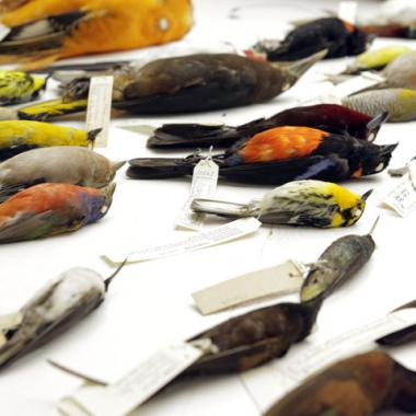 L’évolution aviaire par la génomique