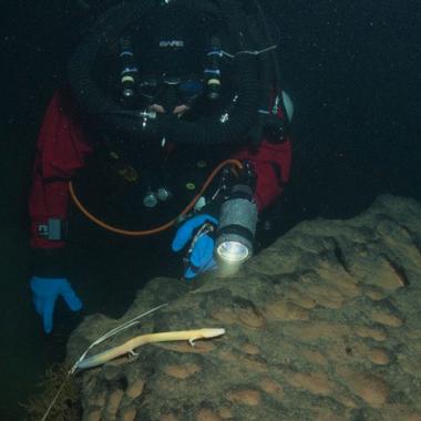 Un amphibien de légende bat des records