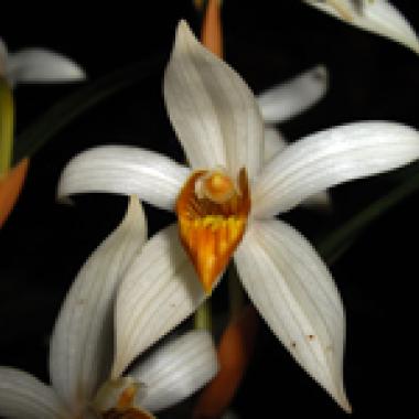 Le Mékong plus riche de 126 espèces