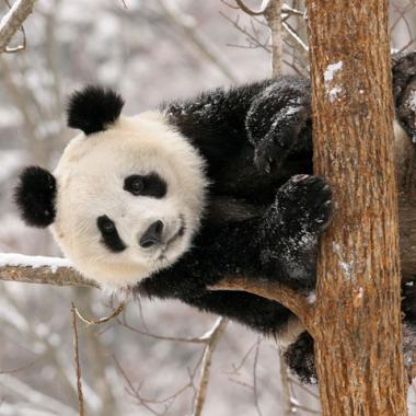 Pourquoi ce pelage du panda ? 