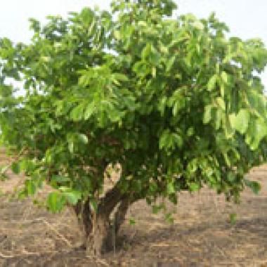 Un antidouleur au naturel