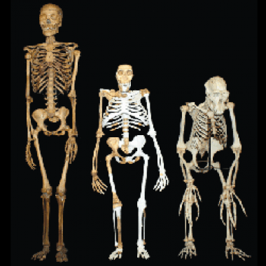 Sediba : mi-homme, mi-australopithèque