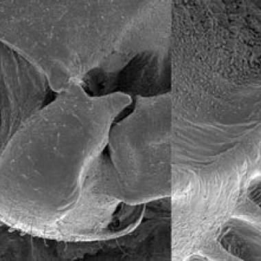 Mécanique de l'insecte