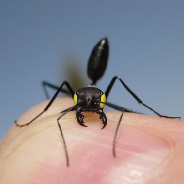 Double système de navigation chez les fourmis