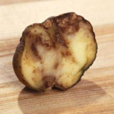 Fortuna, une pomme de terre OGM qui n’a pas (encore) la frite !