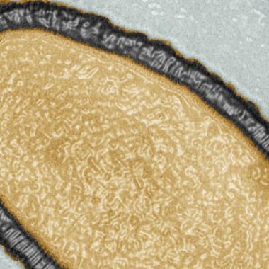 Un virus de 30.000 ans, géant et... bien vivant !
