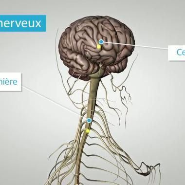 Voir la vidéo de Le système nerveux comme vous ne l&#039;avez jamais vu