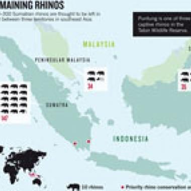 À la rescousse du rhinocéros à trois pattes