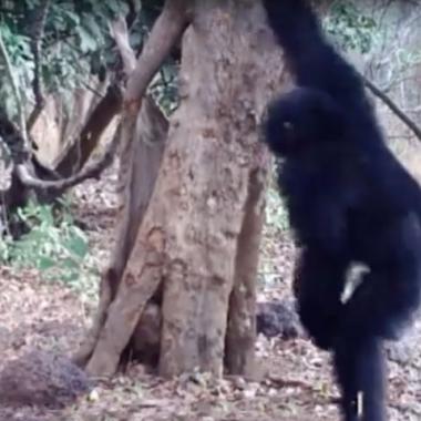 Des rites chez les chimpanzés ? 
