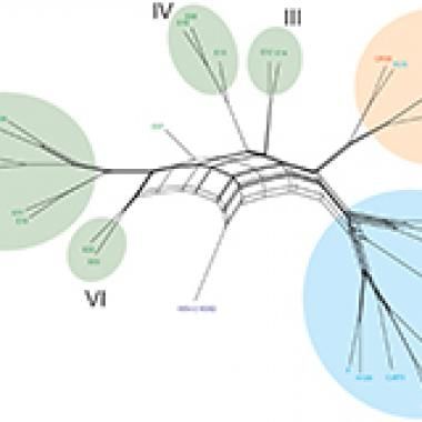 L’histoire humaine par l’herpès 
