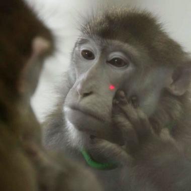 La conscience de soi peut s'apprendre