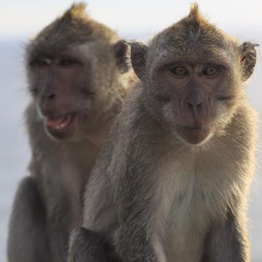 Lunettes contre nourriture ou le crime organisé chez les singes