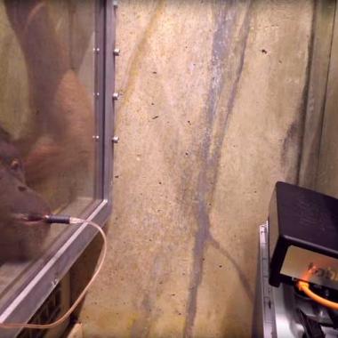 Les grands singes peuvent comprendre nos intentions